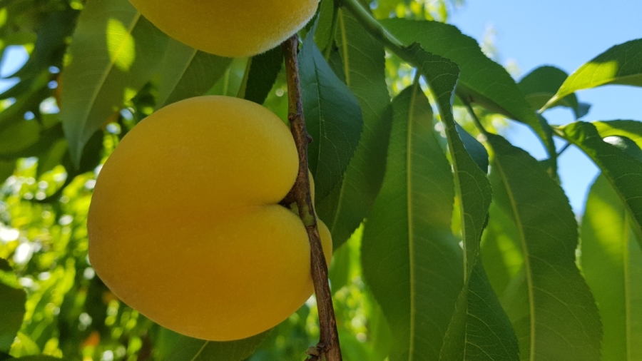 Commercial Property for Sale in Stellenbosch Farms Western Cape